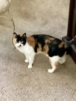 American Shorthair and Domestic Short Hair Cats Available for Adoption - Cali | PetCurious