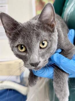 CUCUMBER -  Domestic Short Hair Cat for Adoption in San Antonio, Texas - CUCUMBER | PetCurious