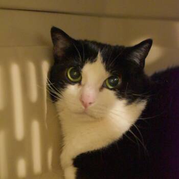 Domestic Short Hair Cats Available for Adoption - Nell Bell | PetCurious