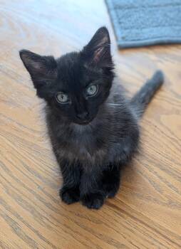 Baby Bear -  Domestic Long Hair Cat for Adoption in Wilmington, North Carolina - Baby Bear | PetCurious