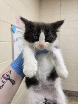 Seven -  Domestic Short Hair Cat for Adoption in Westland, Michigan - Seven | PetCurious