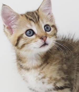 Gala is simply the greatest and most precious - loves bro Ripley -  Tabby and Bengal Cat for Adoption in Bedford Hills, New York - Gala Is Simply The Greatest And Most Precious - Loves Bro Ripley | PetCurious