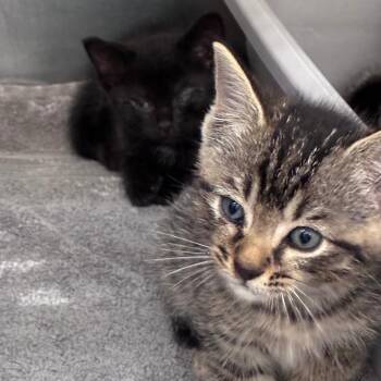 Mr. Green -  Domestic Short Hair Cat for Adoption in Auburn, Alabama - Mr. Green | PetCurious
