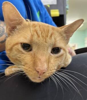 Nubs -  Domestic Short Hair Cat for Adoption in Mobile, Alabama - Nubs | PetCurious