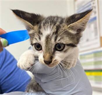 A885165 -  Domestic Short Hair Cat for Adoption in Camarillo, California - A885165 | PetCurious