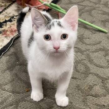 Rescue Domestic Short Hair Cats for Adoption - Ghost CM 7/25 | PetCurious