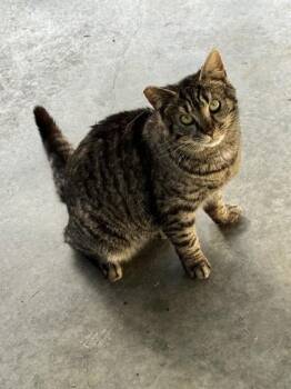 Tackle -  Domestic Short Hair Cat for Adoption in Altoona, Pennsylvania - Tackle | PetCurious