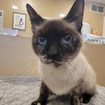Siamese Cats Available for Adoption - Dawn | PetCurious