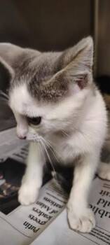 A378131 -  Domestic Short Hair Cat for Adoption in Stockton, California - A378131 | PetCurious