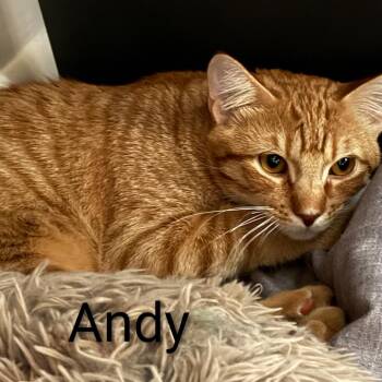 Andy @Paws and Purrs -  Domestic Short Hair Cat for Adoption in Carmel, Indiana - Andy @Paws And Purrs | PetCurious