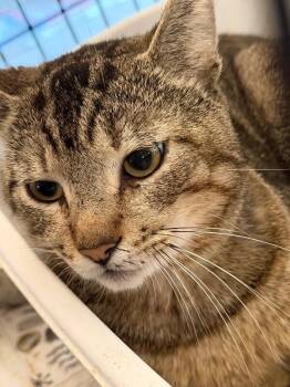 Domestic Short Hair Cats Available for Adoption in Zimmerman, Minnesota - Hardy J | PetCurious