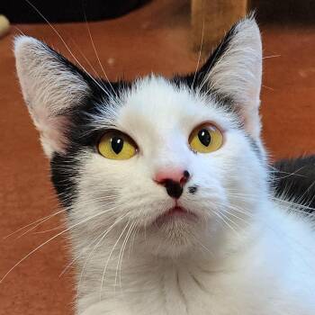 Rescue Domestic Short Hair Cats for Adoption in Tioga, Pennsylvania - Marilyn | PetCurious