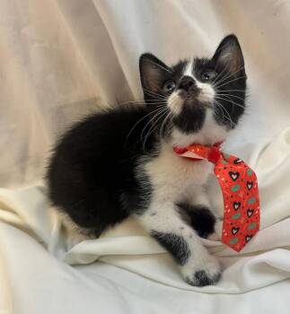 Domestic Short Hair Cats Available for Adoption in Margate, Florida - FLICK | PetCurious