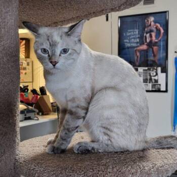 Angel -  Domestic Short Hair and Siamese Cat for Adoption in Gilbert, Arizona - Angel | PetCurious
