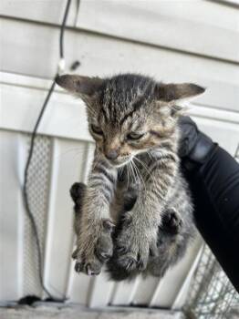A658040 -  Domestic Short Hair Cat for Adoption in Houston, Texas - A658040 | PetCurious