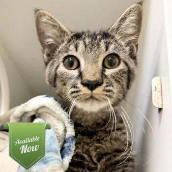 Ducky -  Domestic Short Hair Cat for Adoption in Lowell, Massachusetts - Ducky | PetCurious