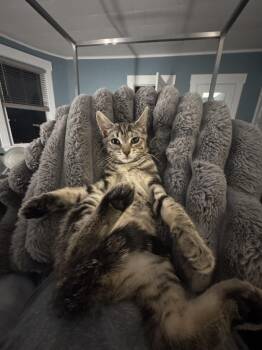 Domestic Short Hair Cats Available for Adoption - Raif | PetCurious