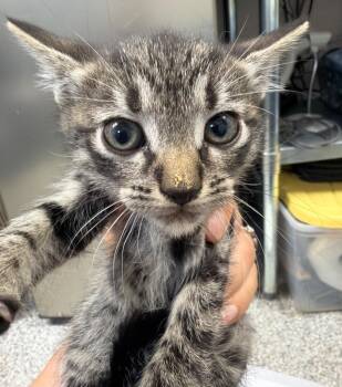 Hermes -  Domestic Short Hair Cat for Adoption in Pomona, New York - Hermes | PetCurious