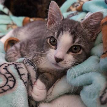 Peeps -  Domestic Short Hair Cat for Adoption in York, Pennsylvania - Peeps | PetCurious