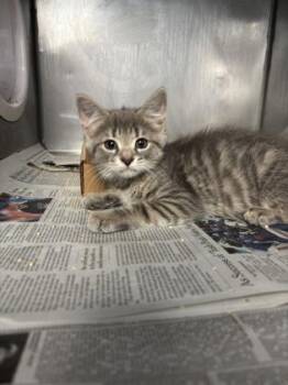 Fuzz -  Domestic Medium Hair and Domestic Short Hair Cat for Adoption in Morristown, New Jersey - Fuzz | PetCurious