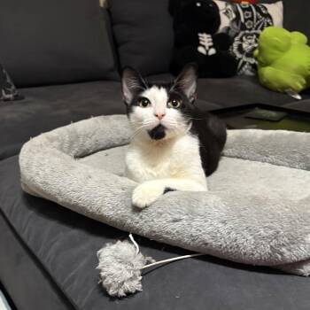 Moose -  Domestic Short Hair Cat for Adoption in Baytown, Texas - Moose | PetCurious