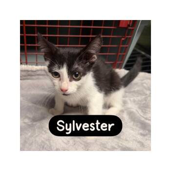 Sylvester -  Domestic Short Hair Cat for Adoption in Warren, Ohio - Sylvester | PetCurious