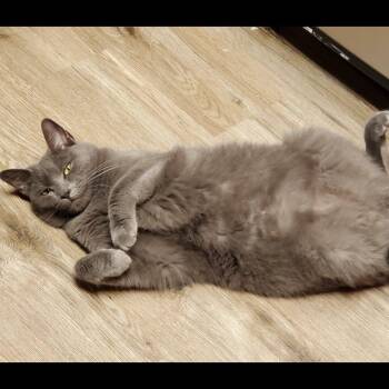 Rescue Domestic Short Hair Cats for Adoption in Clifton, New Jersey - Maria’s Cats -will Be Homeless | PetCurious