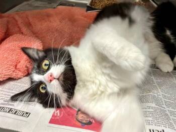 MIMI -  Domestic Medium Hair Cat for Adoption in Santa Rosa, California - MIMI | PetCurious
