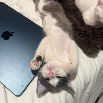 Theodore -  Domestic Medium Hair Cat for Adoption in Boulder, Colorado - Theodore | PetCurious