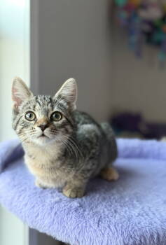 Rescue Torbie and Domestic Short Hair Cats for Adoption in Georgetown, Kentucky - Marie | PetCurious