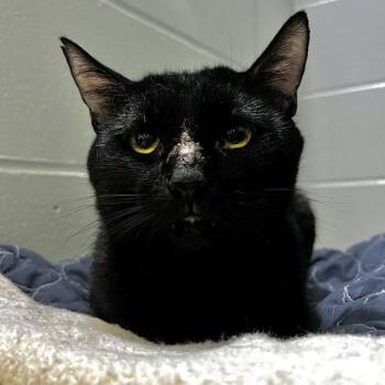 Pip -  Domestic Short Hair Cat for Adoption in Jackson, Michigan - Pip | PetCurious