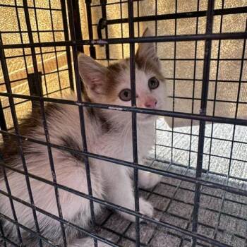 Yogurt -  Domestic Short Hair Cat for Adoption in Huntington, West Virginia - Yogurt | PetCurious