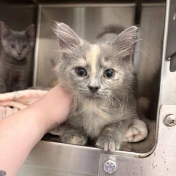 Spice -  Domestic Long Hair Cat for Adoption in Marshall, Virginia - Spice | PetCurious