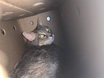 BABY -  Domestic Short Hair Cat Available for Adoption in Grand Prairie, Texas - BABY | PetCurious