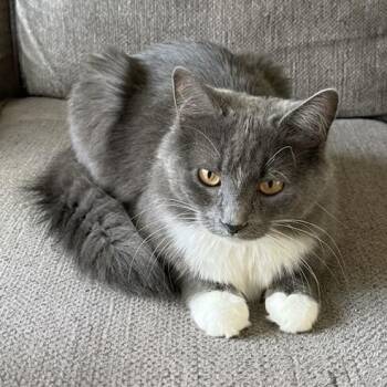 Queen Jane Austen -  Domestic Short Hair Cat for Adoption in Bentonville, Arkansas - Queen Jane Austen | PetCurious