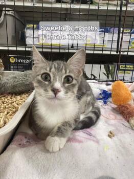 Sweetie -  Tabby Cat for Adoption in Deltona, Florida - Sweetie | PetCurious