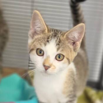 Sophie Cunningham -  Domestic Short Hair Cat for Adoption in Muncie, Indiana - Sophie Cunningham | PetCurious