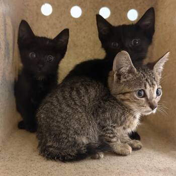 Blu -  Domestic Short Hair Cat for Adoption in Philadelphia, Pennsylvania - Blu | PetCurious