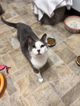 Cloud -  Domestic Short Hair Cat for Adoption in Mineral Point, Wisconsin - Cloud | PetCurious