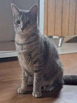 Domestic Short Hair Cats Available for Adoption - Merida | PetCurious