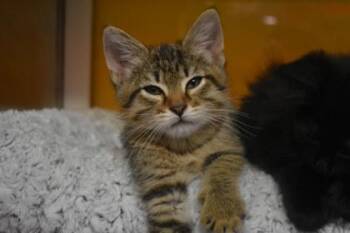 Lariat -  Domestic Short Hair Cat for Adoption in Kansas City, Missouri - Lariat | PetCurious
