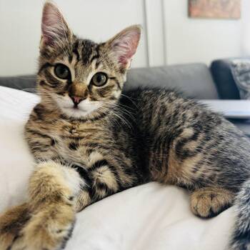 Potato Chip and Pretzel -  Domestic Short Hair Cat for Adoption in Fort Worth, Texas - Potato Chip And Pretzel | PetCurious