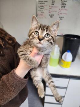 Domestic Short Hair Cats Available for Adoption in Winnipeg, Manitoba - Butter Chicken | PetCurious