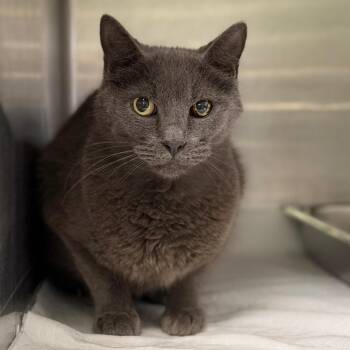 Alistar -  Domestic Short Hair Cat for Adoption in Fort Smith, Arkansas - Alistar | PetCurious
