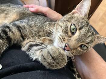 Rescue Bengal and Tabby Cats for Adoption in Colorado Springs, Colorado - Tessa | PetCurious