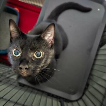 Midnite Lace -  Domestic Short Hair Cat for Adoption in Winthrop, Maine - Midnite Lace | PetCurious