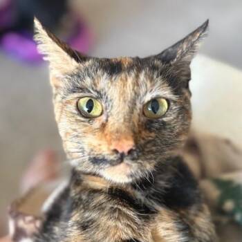 American Shorthair Cats Available for Adoption - Vivacious Venus | PetCurious