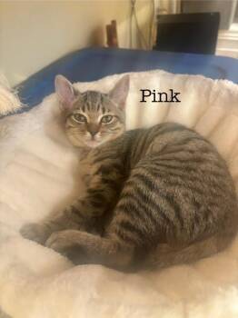 Rescue Domestic Short Hair Cats for Adoption in Pasco, Washington - Pink | PetCurious