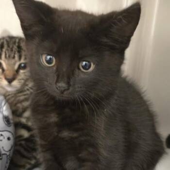 Lotus -  Domestic Short Hair Cat for Adoption in Phoenixville, Pennsylvania - Lotus | PetCurious