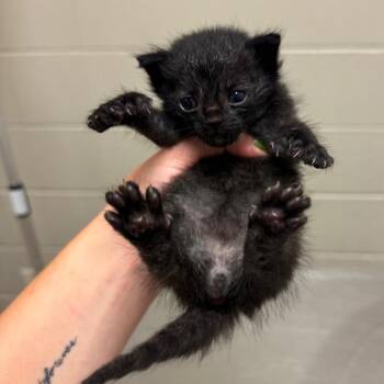 Jalapeno -  Domestic Short Hair Cat for Adoption in Bristol, Indiana - Jalapeno | PetCurious